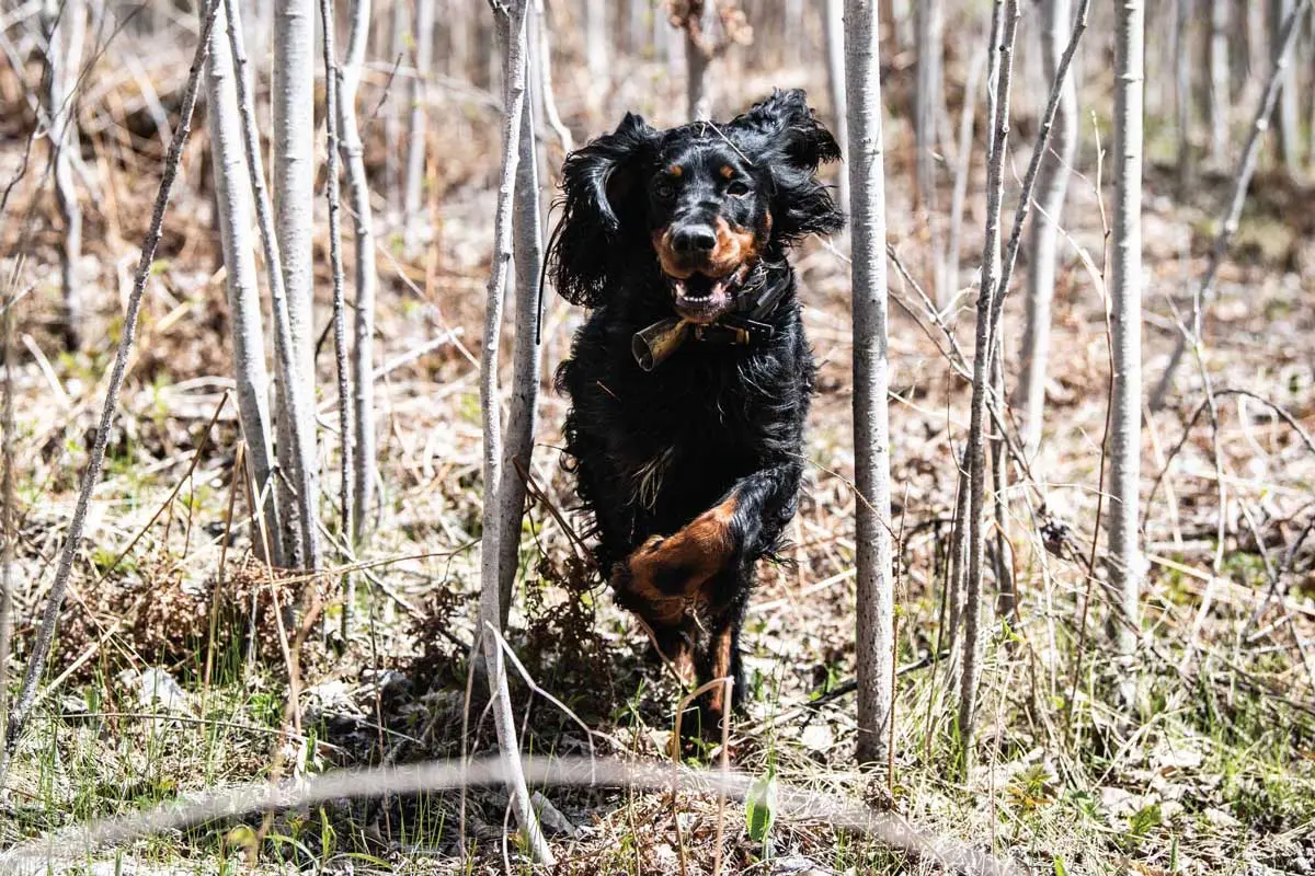 If traveling a long distance, give dogs time to run and burn off the stress of travel before your first day's hunt