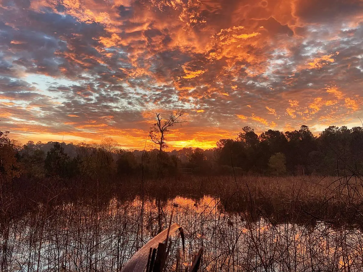 Wood Ducks: Good Enough to Die Here | Shooting Sportsman Magazine