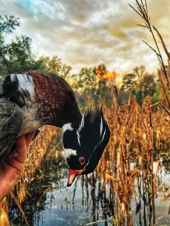 Wood Ducks: Good Enough to Die Here | Shooting Sportsman Magazine