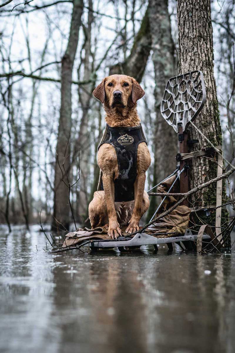 Calm Dogs