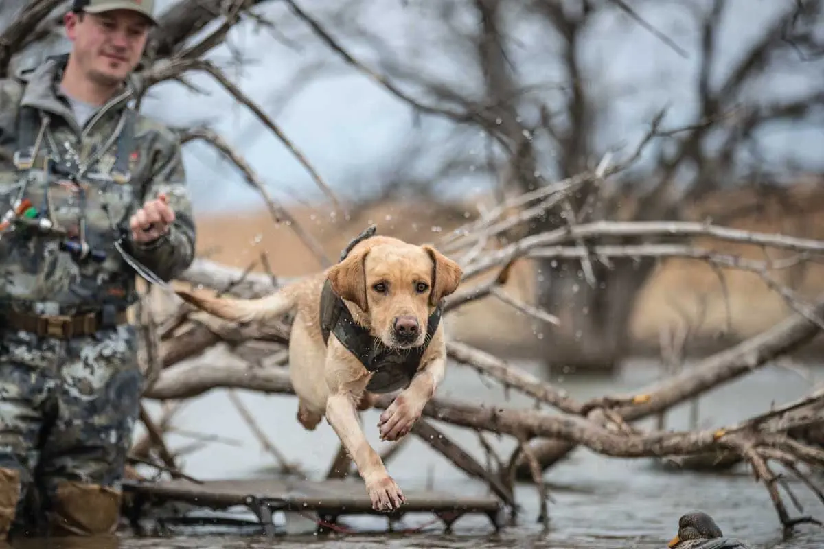 Long retrieves help dogs burn off adrenalin