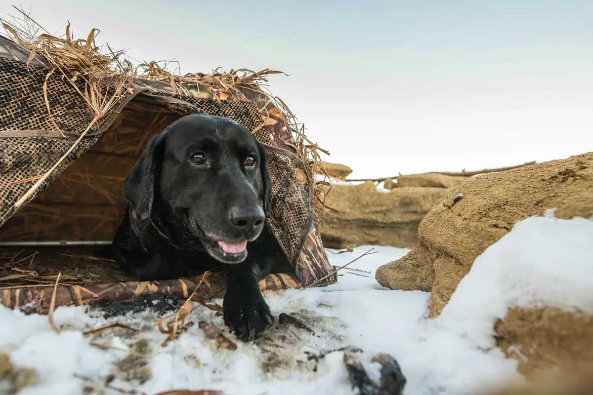 Blinds-help-keep-dogs-protected-from-the-elements