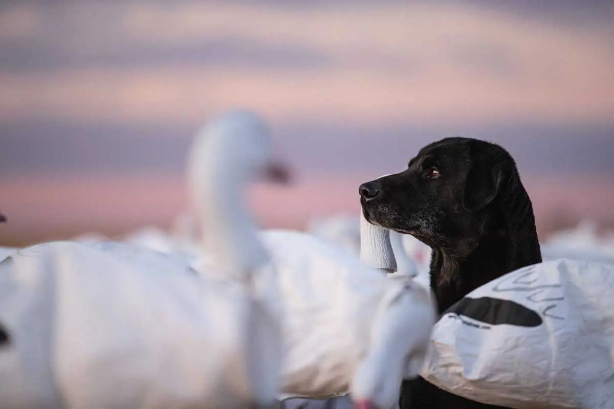 Retrievers-burn-a-tremendous-amount-of-calories-trying-to-stay-warm-in-the-winter-elements