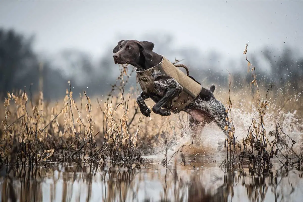 Conditioning-helps-gun-dogs-maintain-their-core-body-temperature