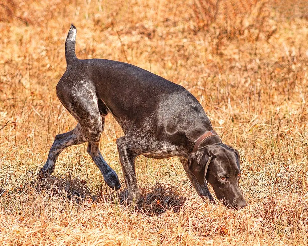 Developing a Trailing Dog