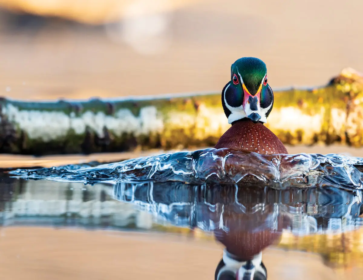 Bow Wave | Shooting Sportsman Magazine