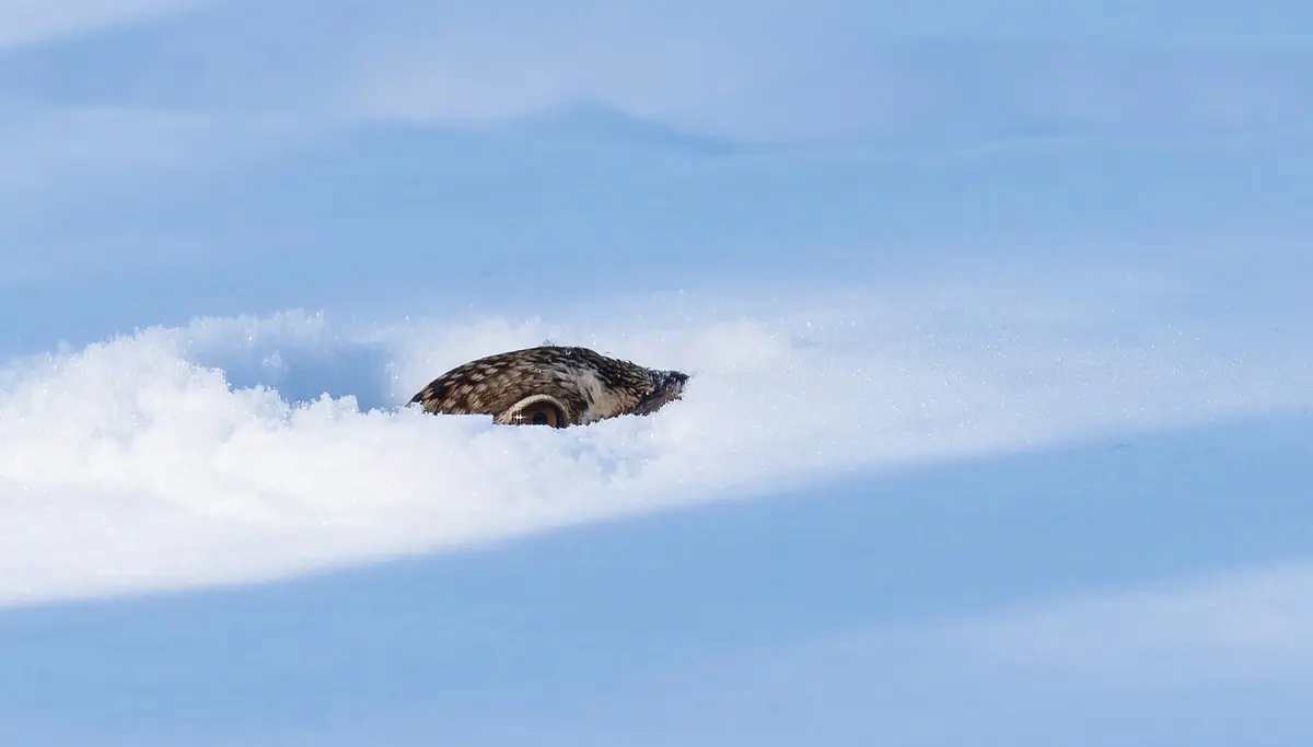 Snow Roost | Shooting Sportsman Magazine
