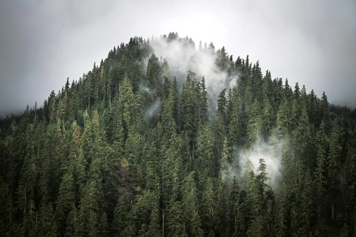 Chasing Ghosts & Following Shadows | Shooting Sportsman Magazine