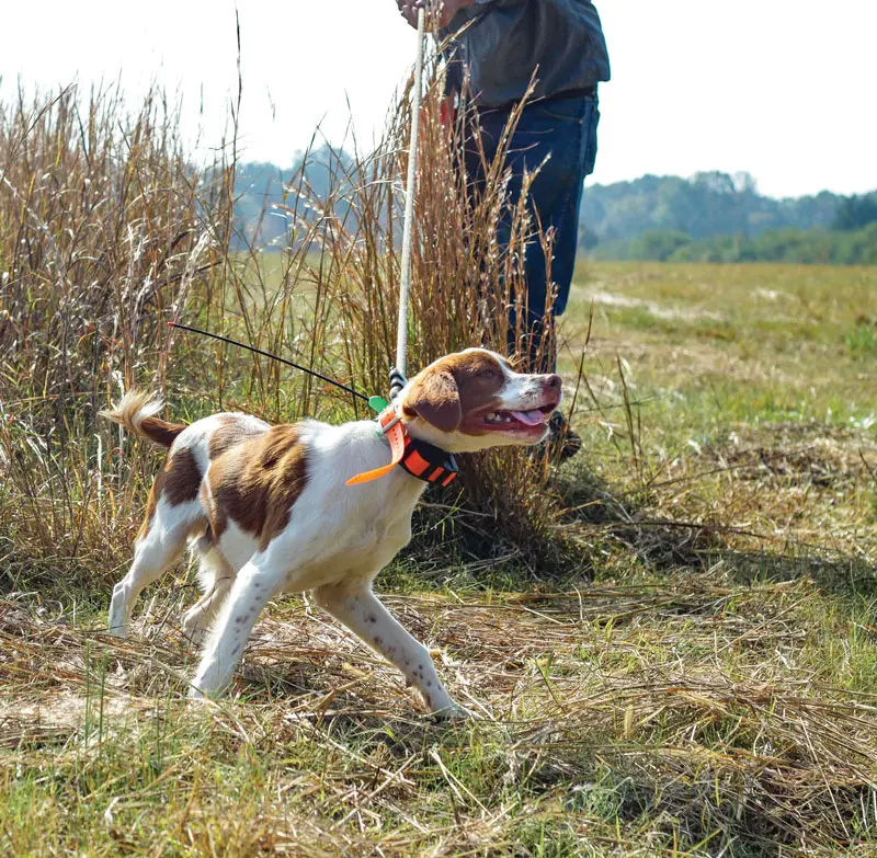 Things to Know Before Getting a Bird Dog | Shooting Sportsman Magazine