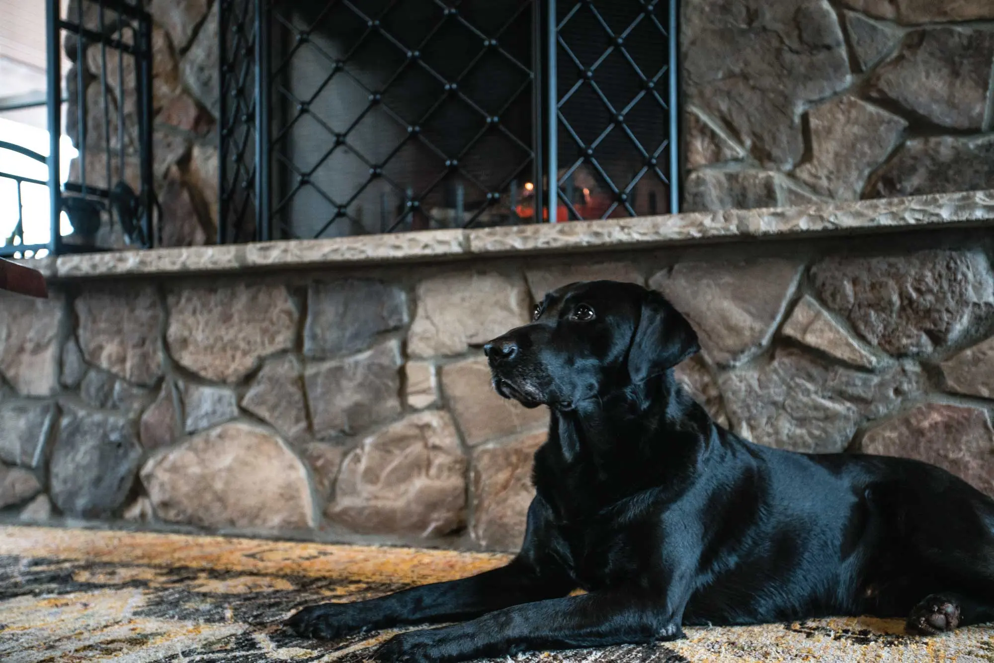Eukanuba Sporting Dog