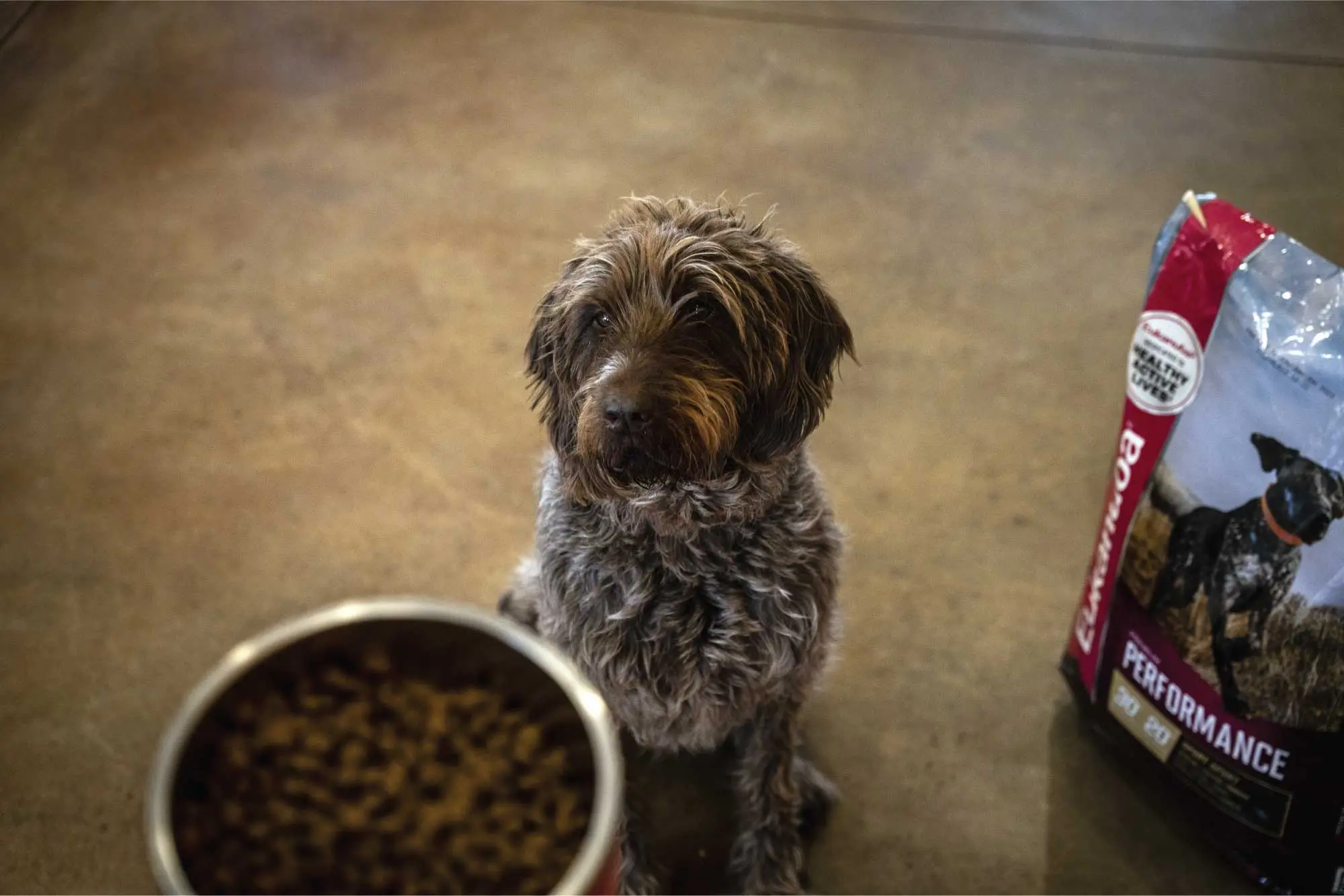 Eukanuba Sporting Dog