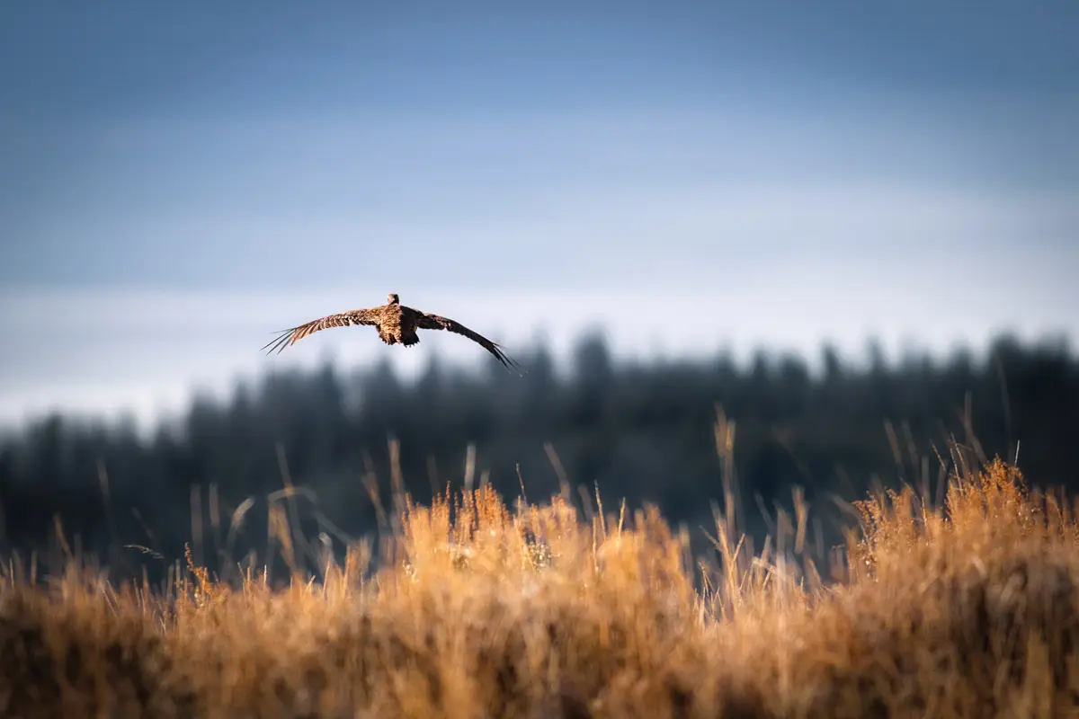 Tracking Grouse | Shooting Sportsman Magazine