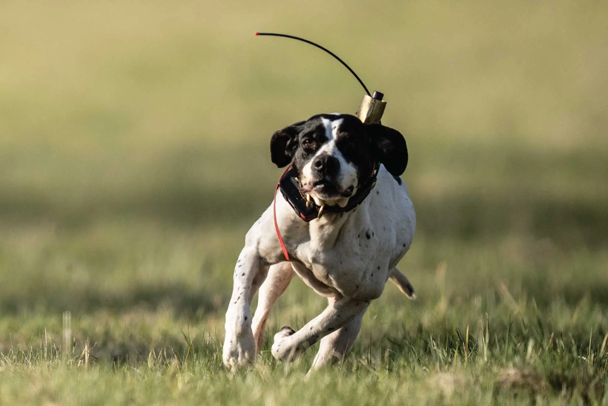 A-Muscular-English-Pointer-running-through-a-field