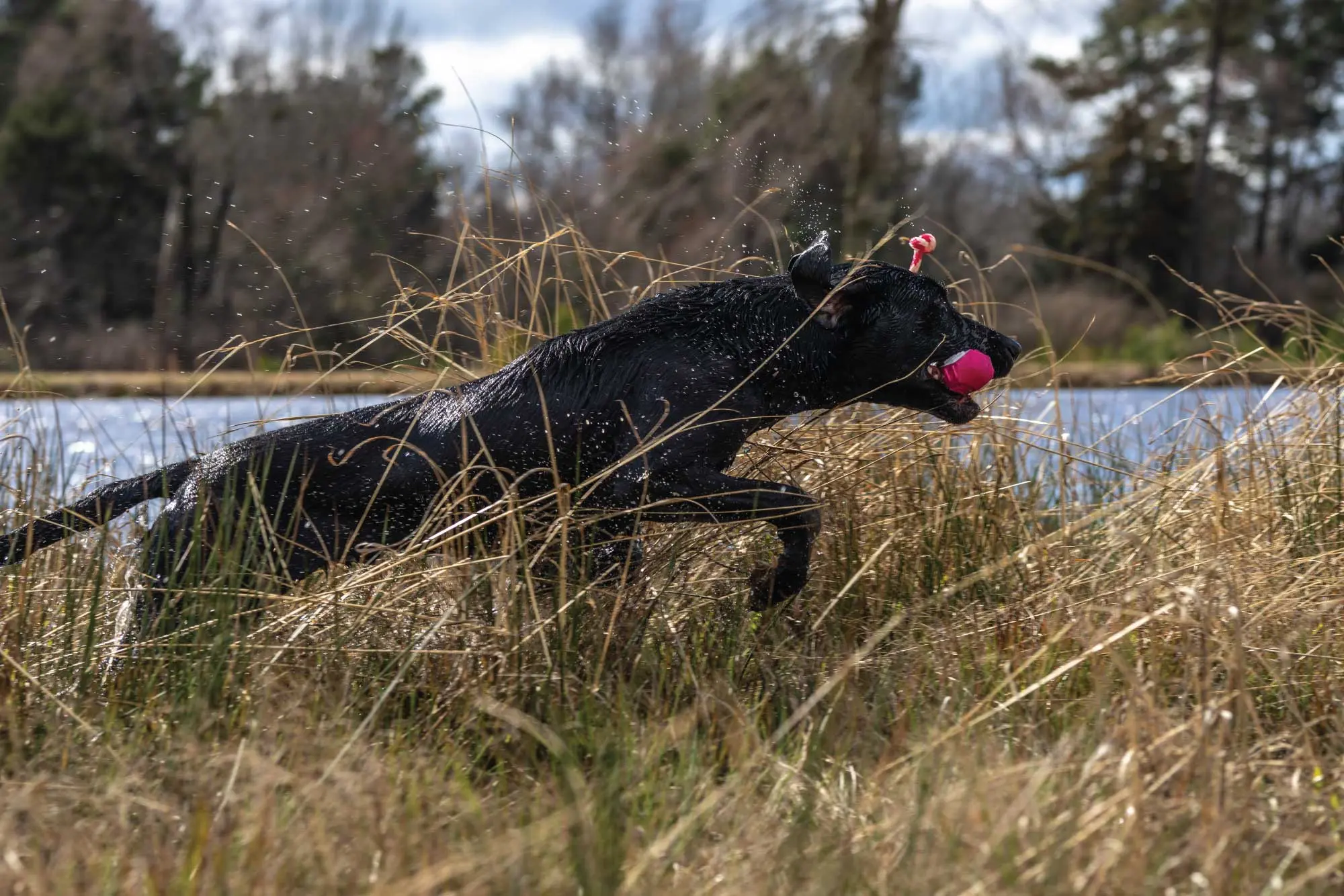 A-black-Lab-running-through-grass-with-bumper-in-mouth