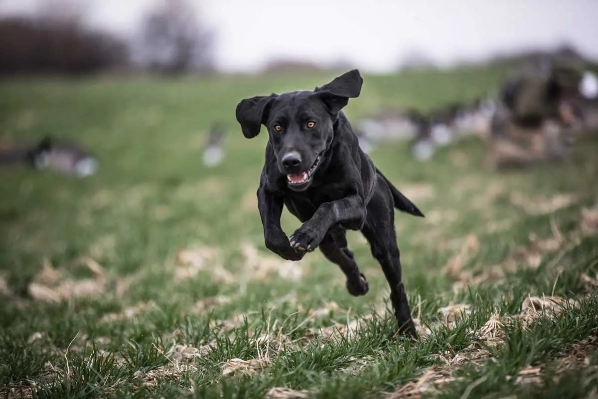 black-lab-running-through-grassy-field