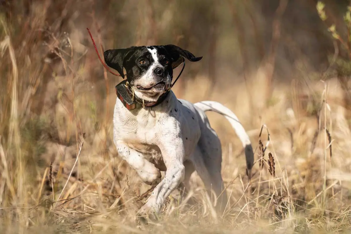 Cartilage, joint fluid, ligaments, and tendons all work together to provide unhindered movement and rotation, and that’s why keeping joints healthy in sporting dogs is so important.