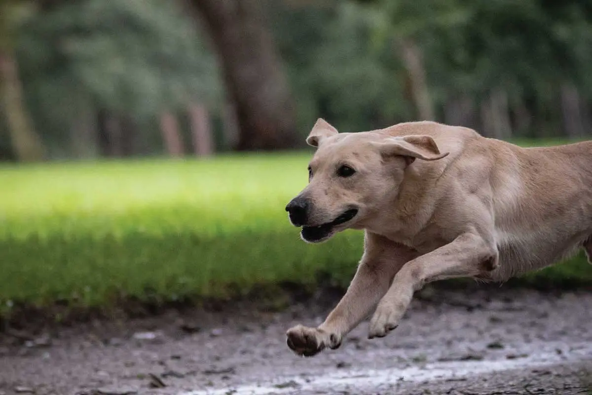 a-yellow-lab-running-to-make-a-mark