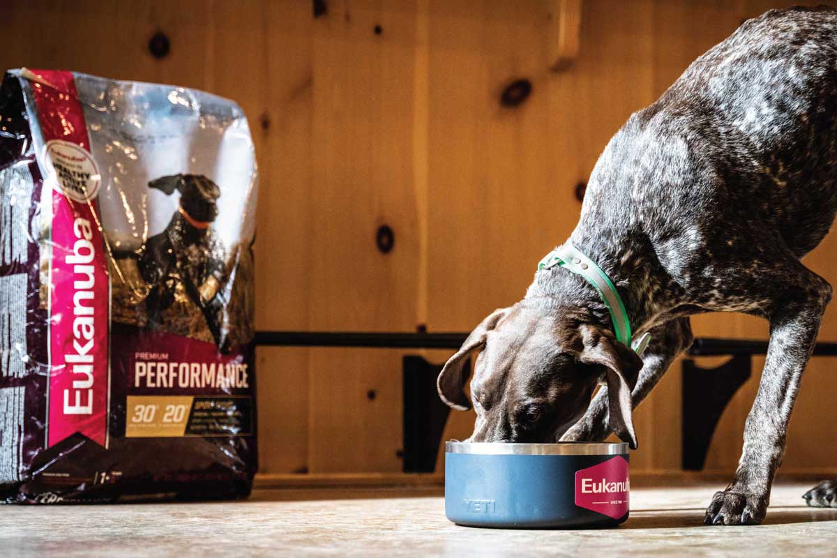 gsp-eating-eukanuba-premium-performance-sport-30-20-dog-food