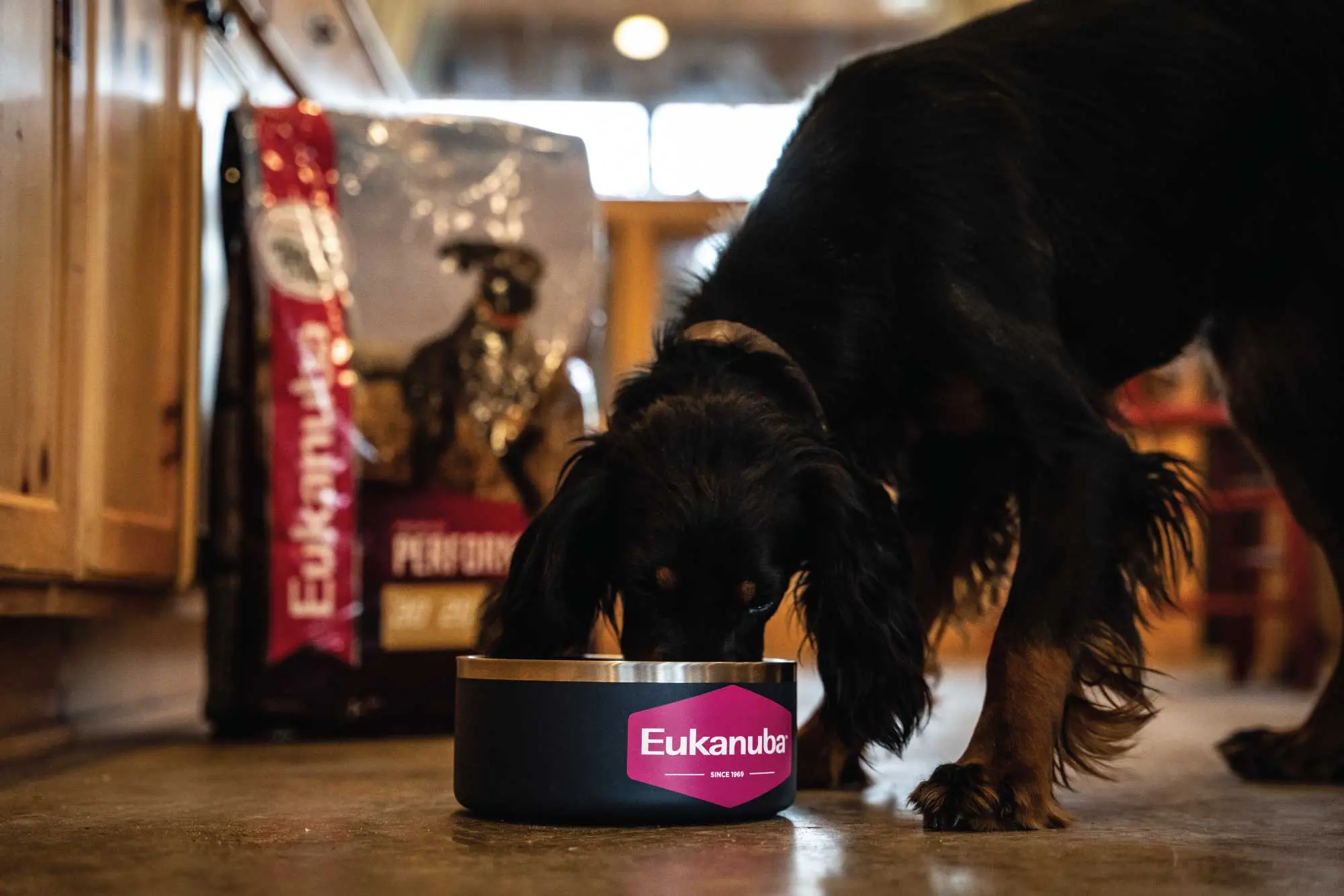 A-Gordon-setter-eating-Eukanuba-Premium-Performance-30-20-Sport-Dog-Food