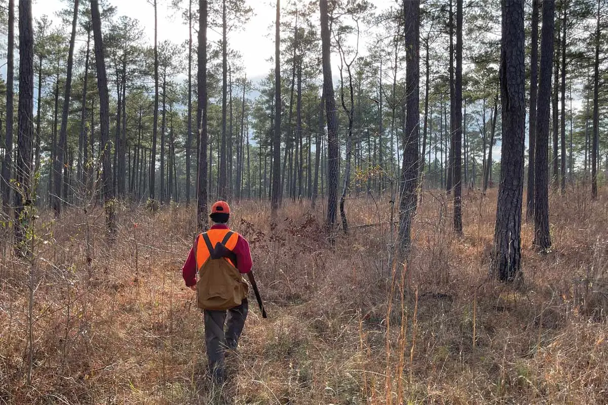 Divining for Quail | Shooting Sportsman Magazine