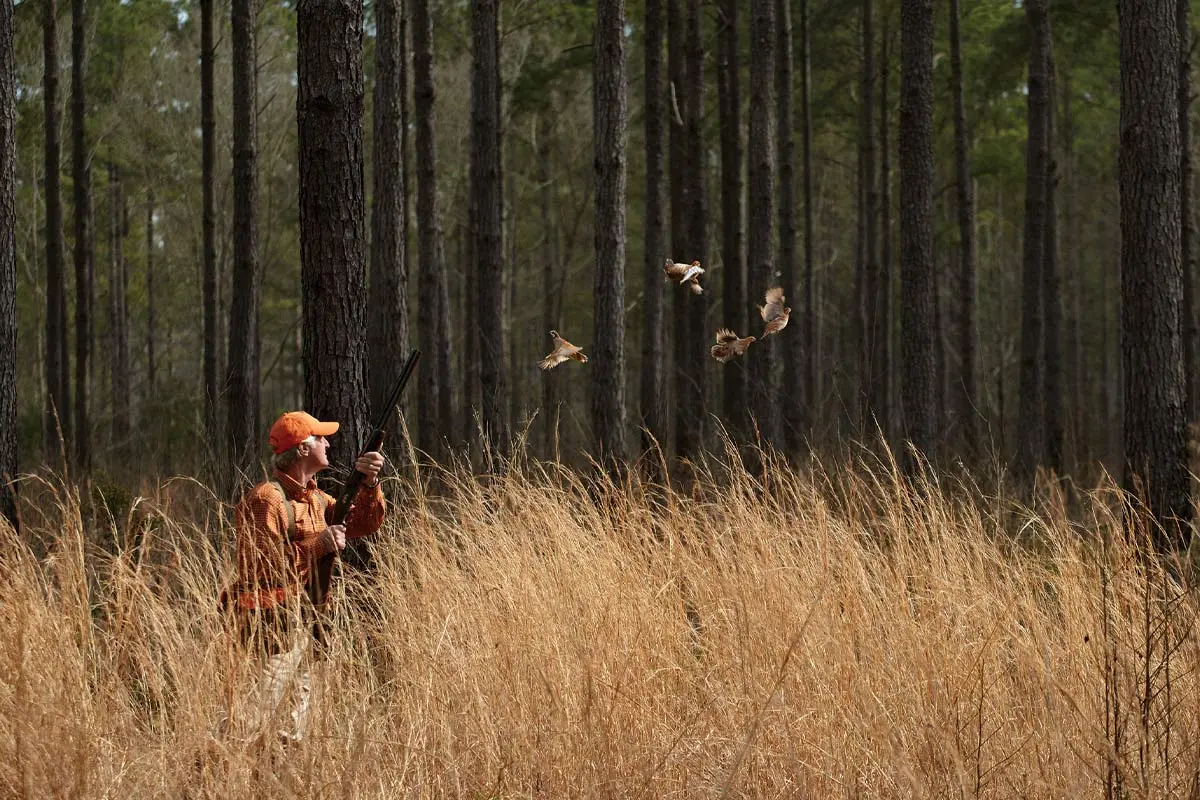 Bobwhite