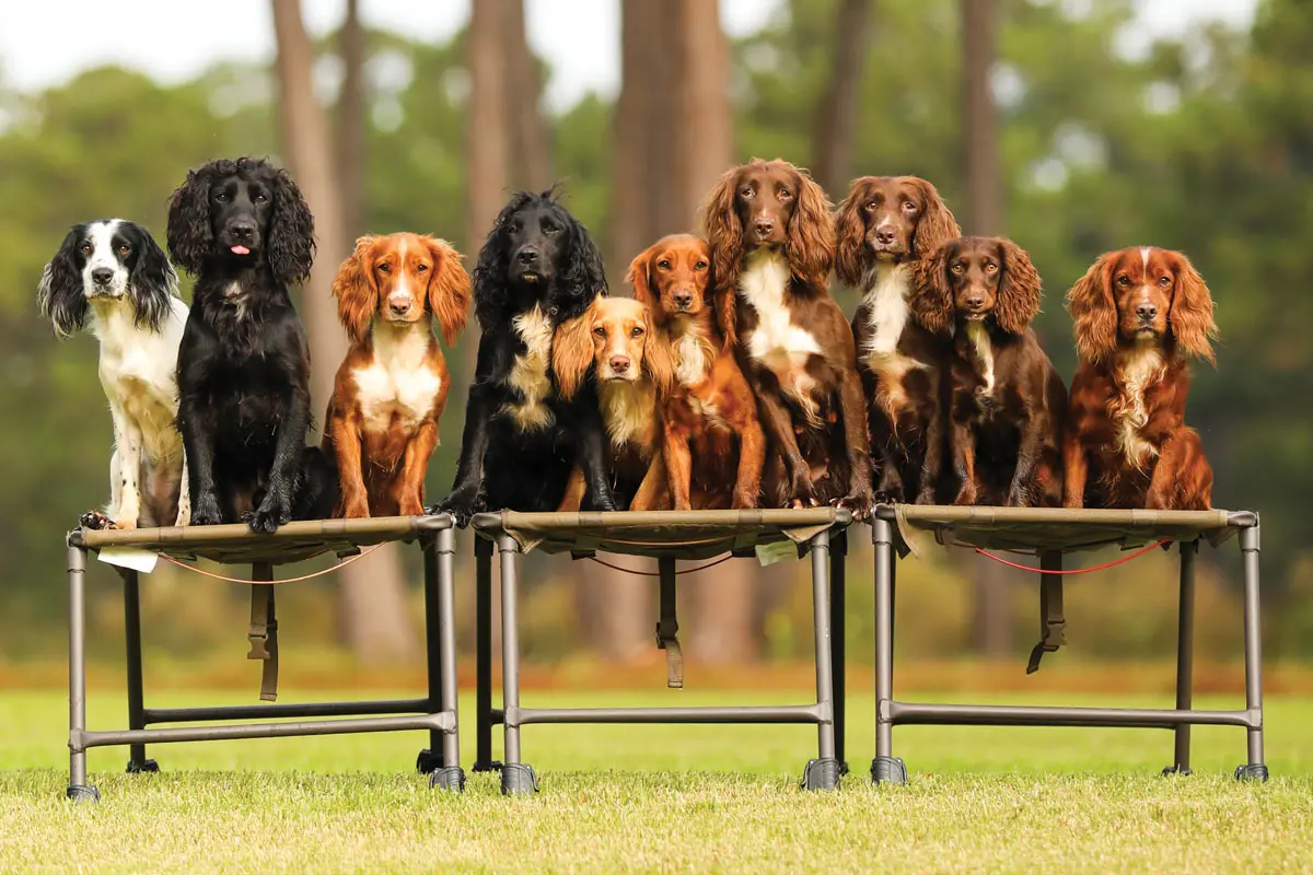 The Story of Ryglen Gundogs | Shooting Sportsman Magazine