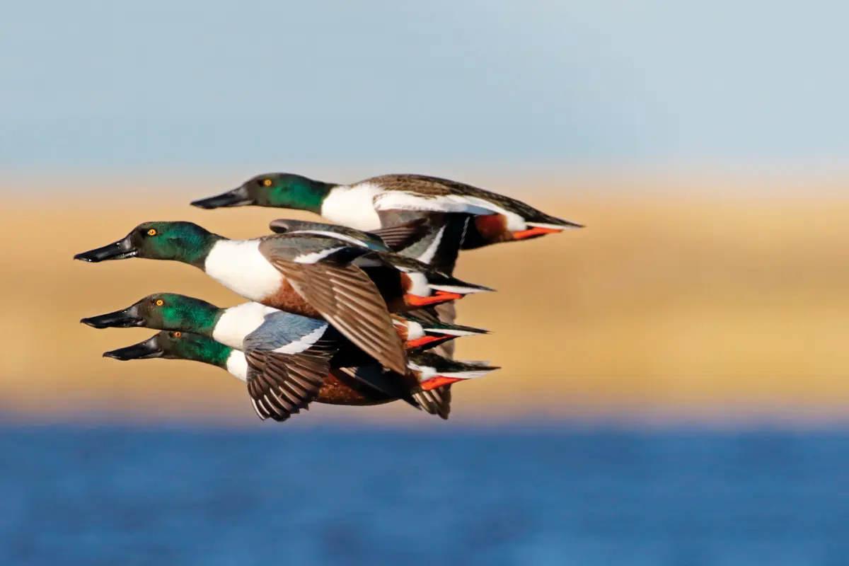 Tight Formation | Shooting Sportsman Magazine