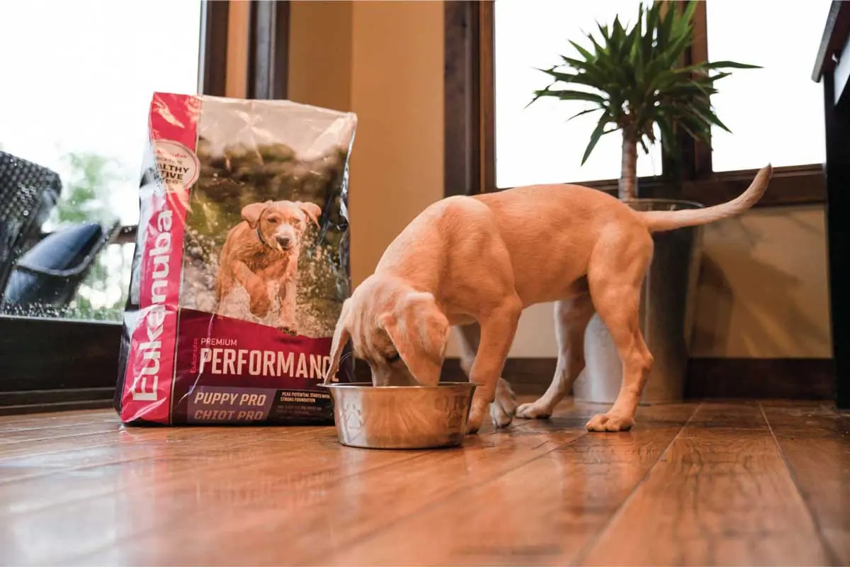 Eukanuba