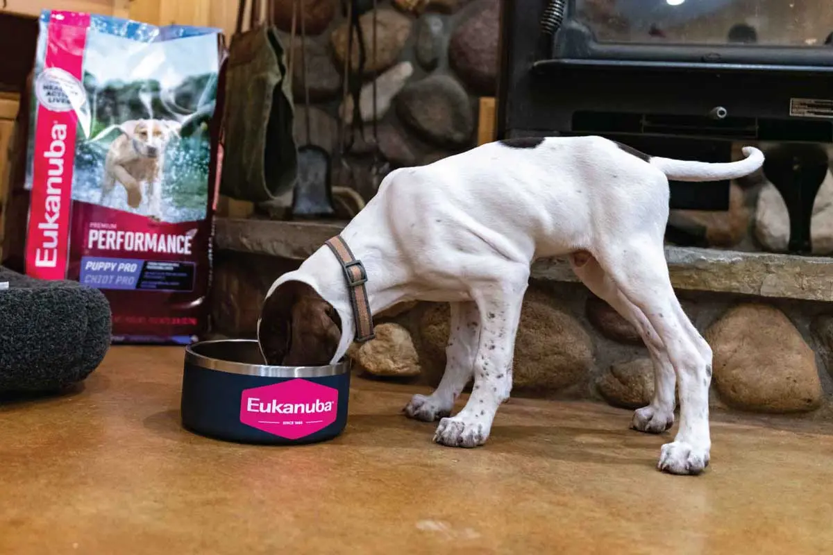 english-pointer-puppy-eating-puppy-pro