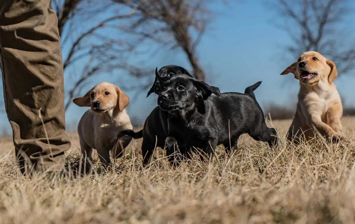 yellow-and-black-lab-puppies-running-in-a-field