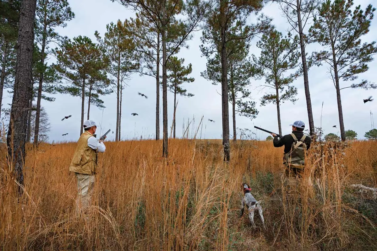 Of Courses & Coveys | shooting Sportsman Magazine