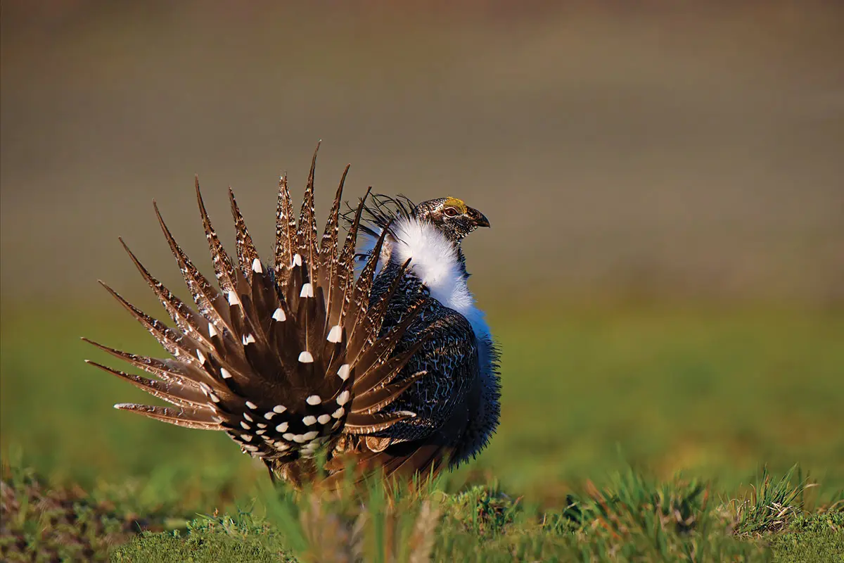 Idaho’s Sage Grouse Tags | Shooting Sportsman Magazine