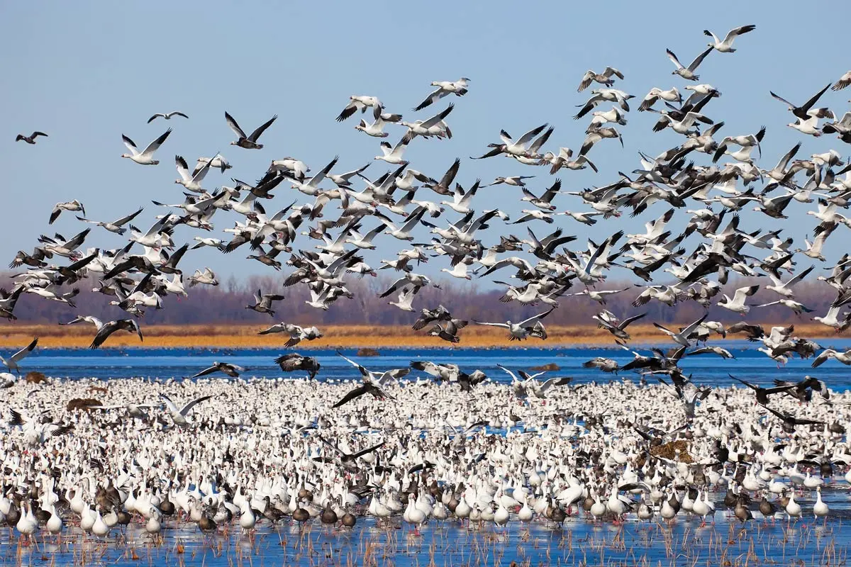 Avian Flu | Shooting Sportsman Magazine