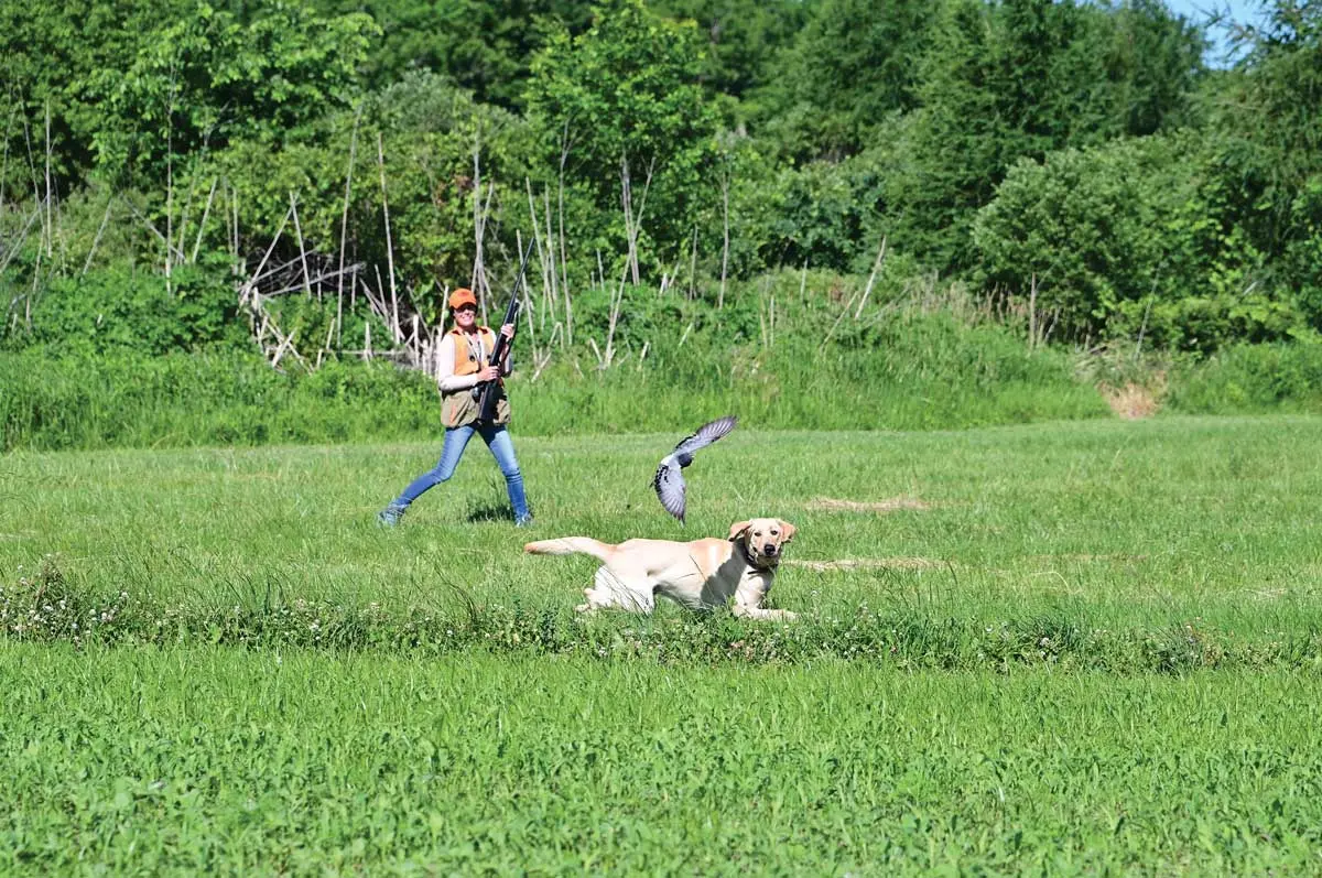 Pheasant Flushing the Right Way } Shooting Sportsman Magazine