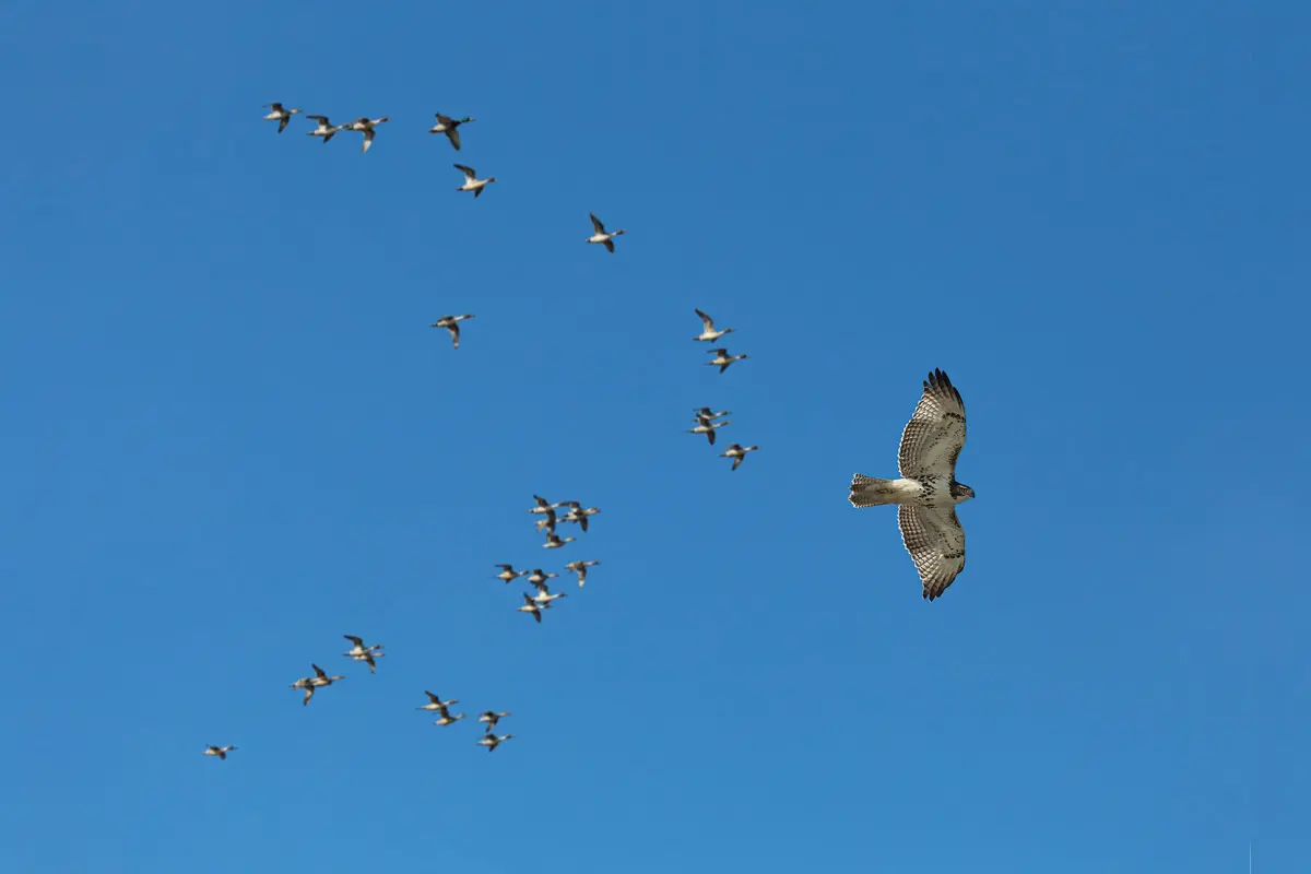 The opener: Squadron Leader | Shooting Sportsman Magazine