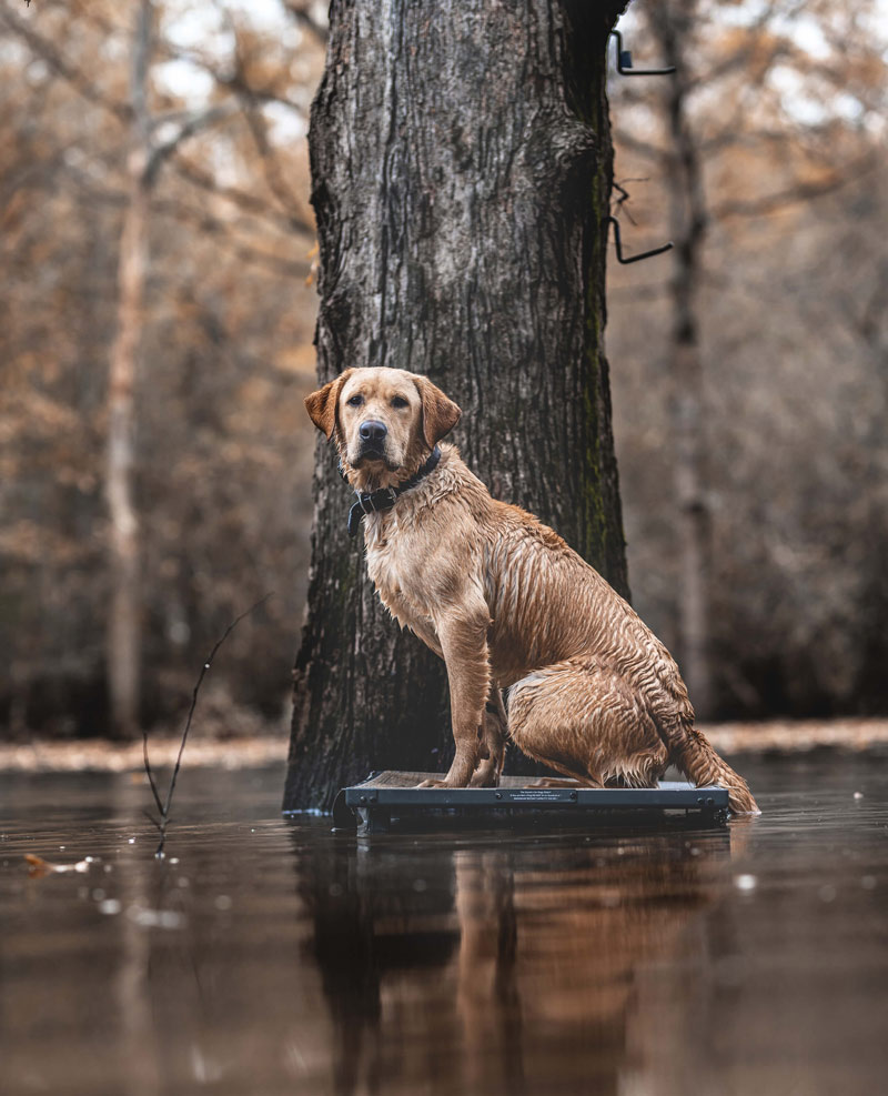 DIY duck blind dog stand