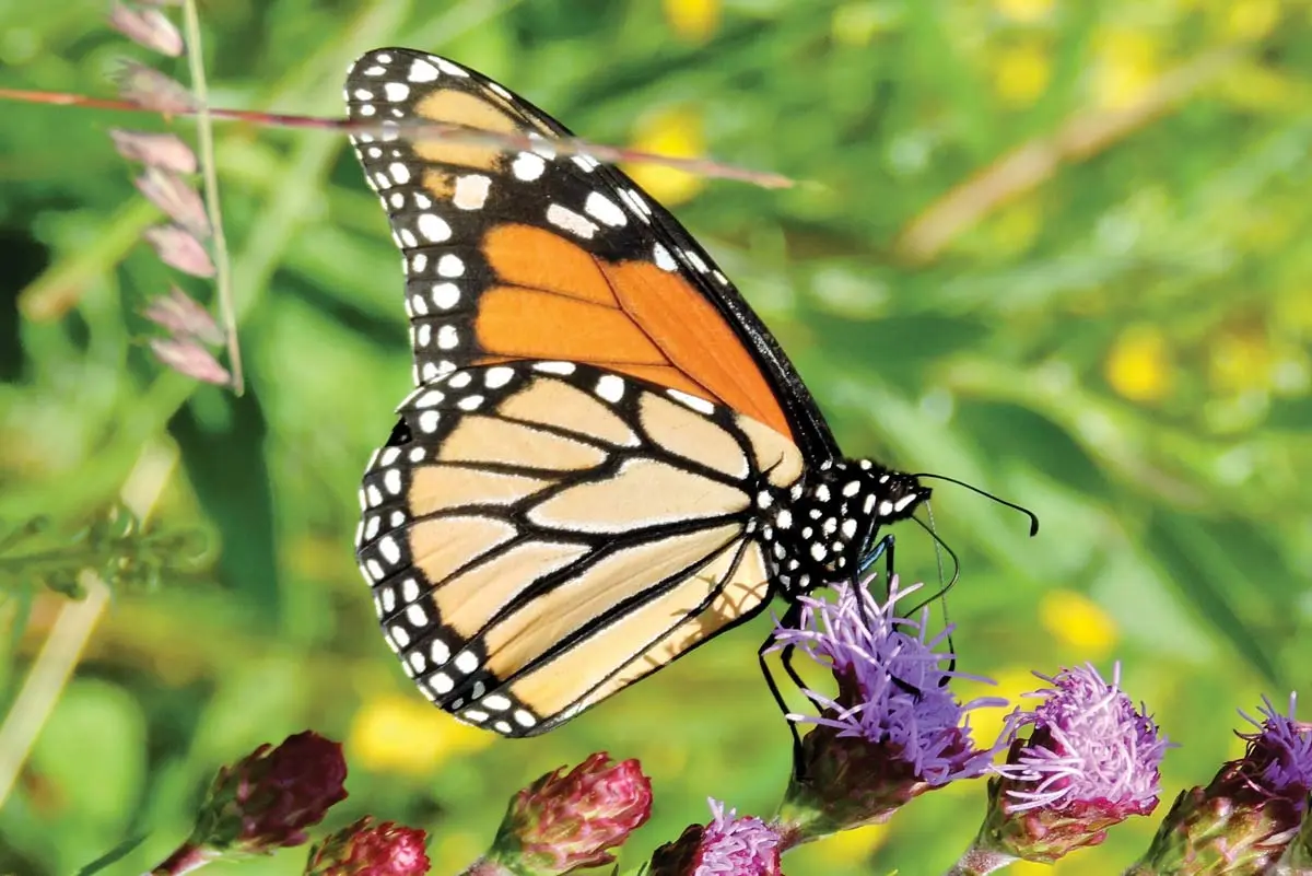 Birds, Bees & Butterflies | Shooting Sportsman Magazine