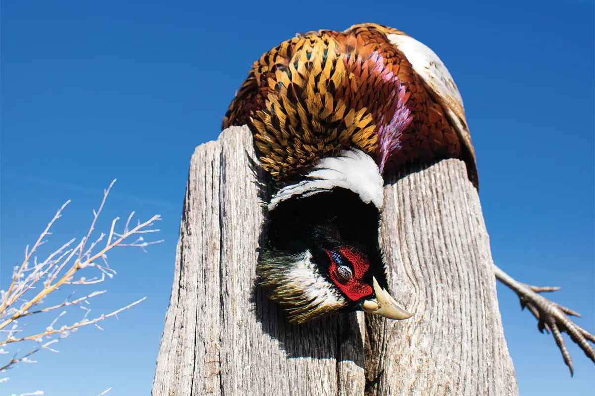 Outfoxing Pheasants | Shooting Sportsman Magazine