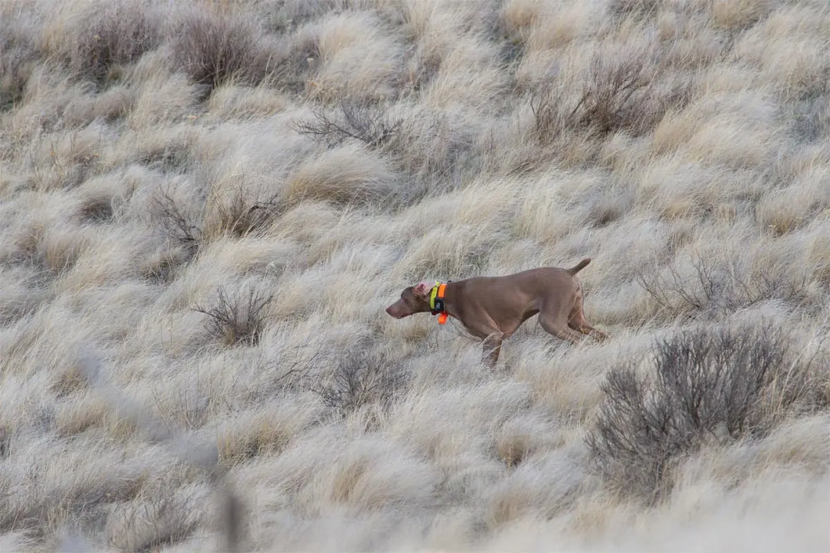Gray Ghosts in the Gray Sage | Shooting Sportsman Magazine