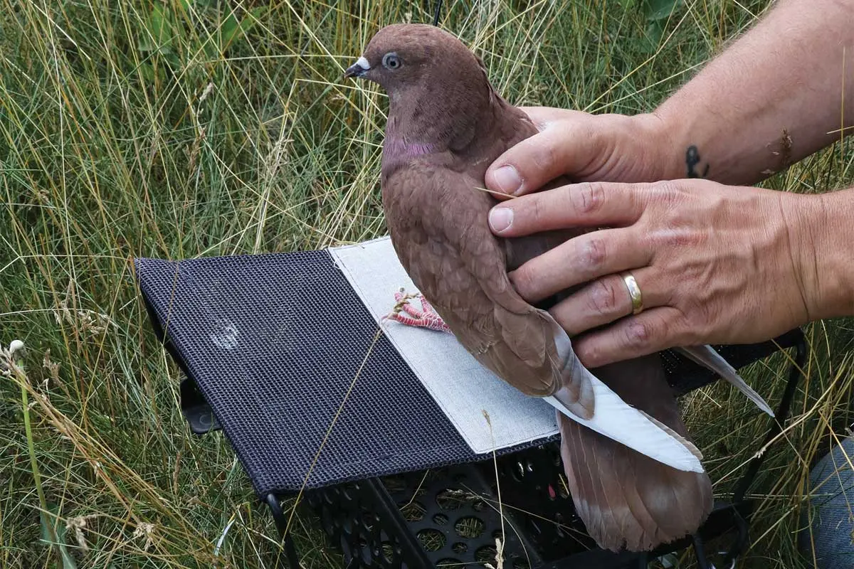 Pigeon Grade | Shooting Sportsman Magazine