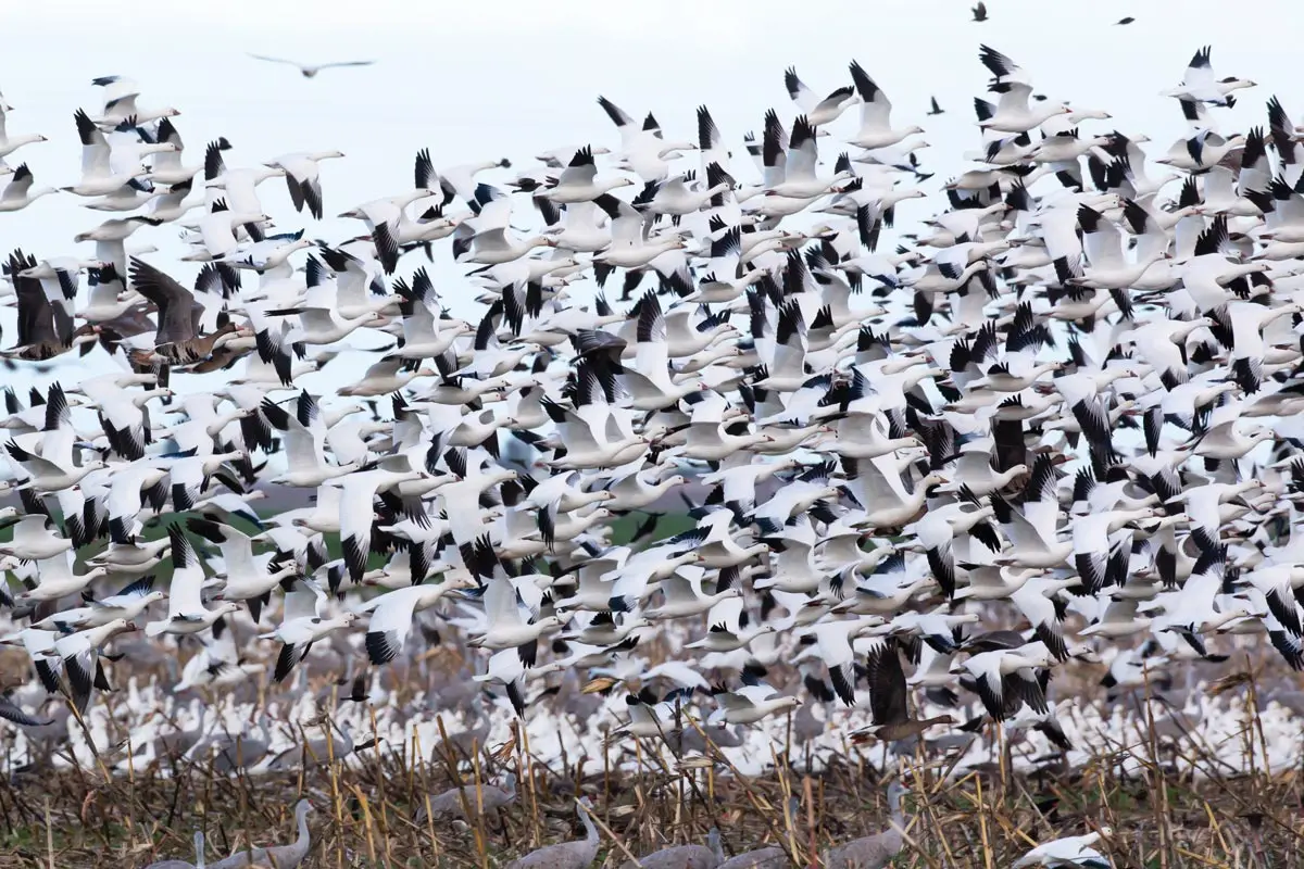 the lift off of a tightly massed flock of Ross’ geese from corn stubble on the Merced National Wildlife Refuge, in California’s northern San Joaquin Valley