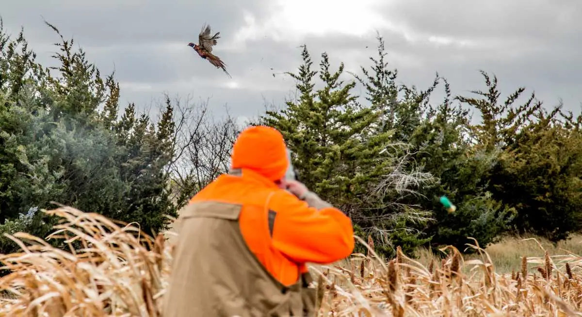 Pheasant Hunting at The Signature Lodge