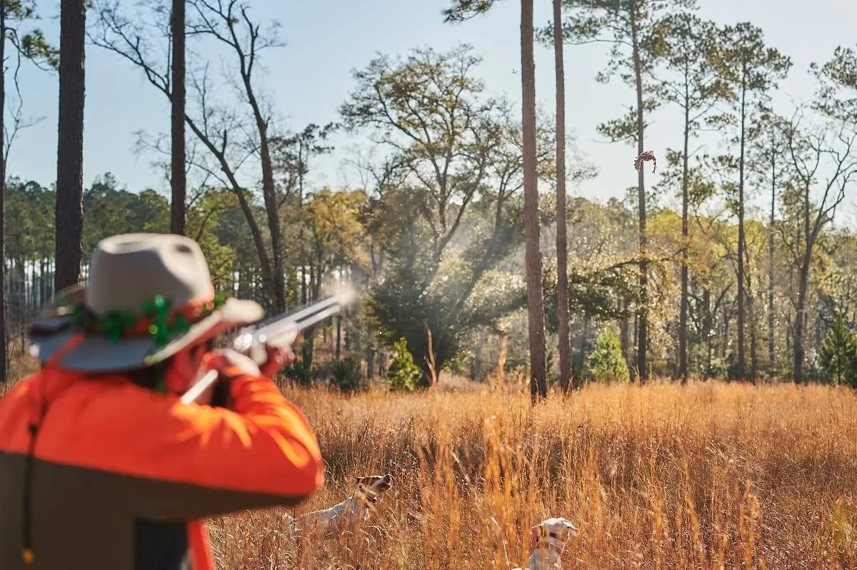 Quail hunting at SouthWind Plantation