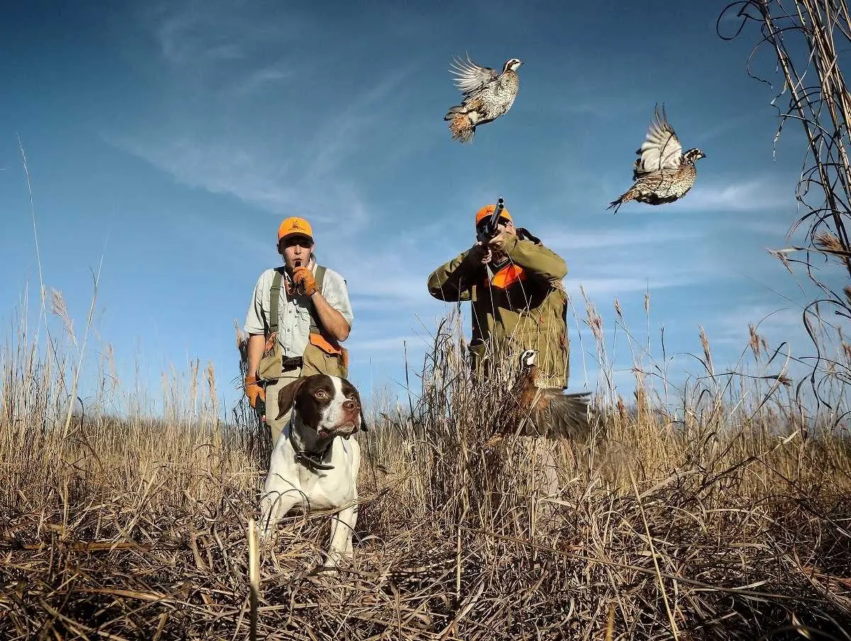 Quail hunting at Prairie Wildlife