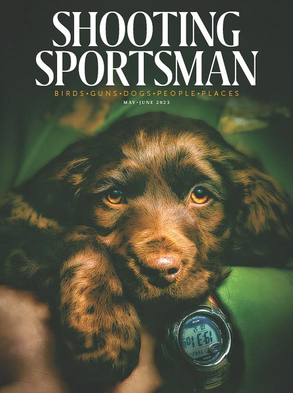 dog on SSM cover