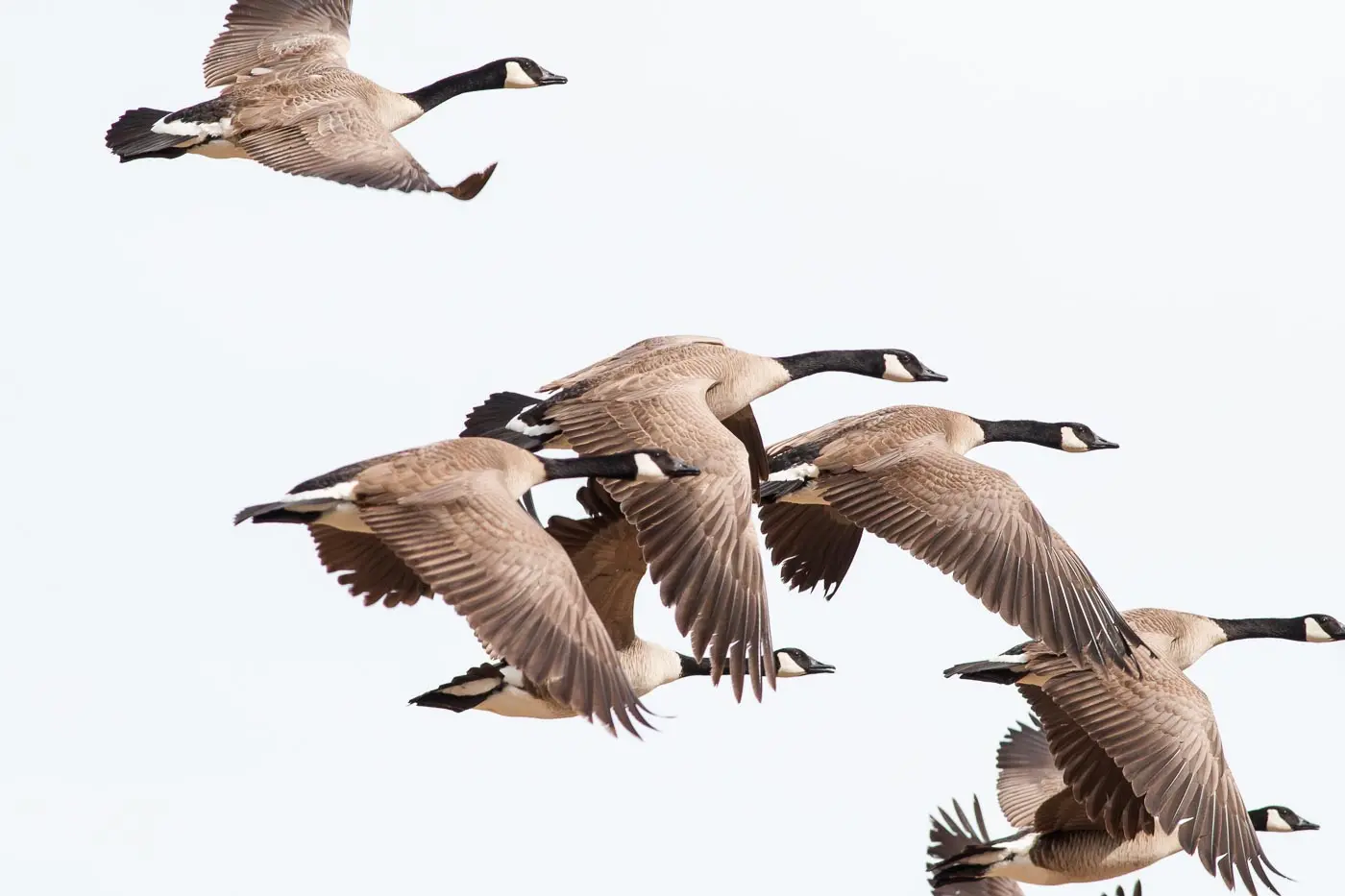 geese flying around