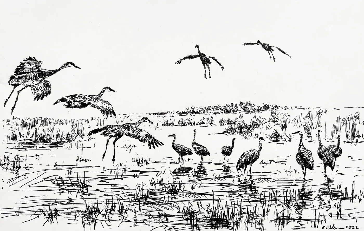 drawing of birds