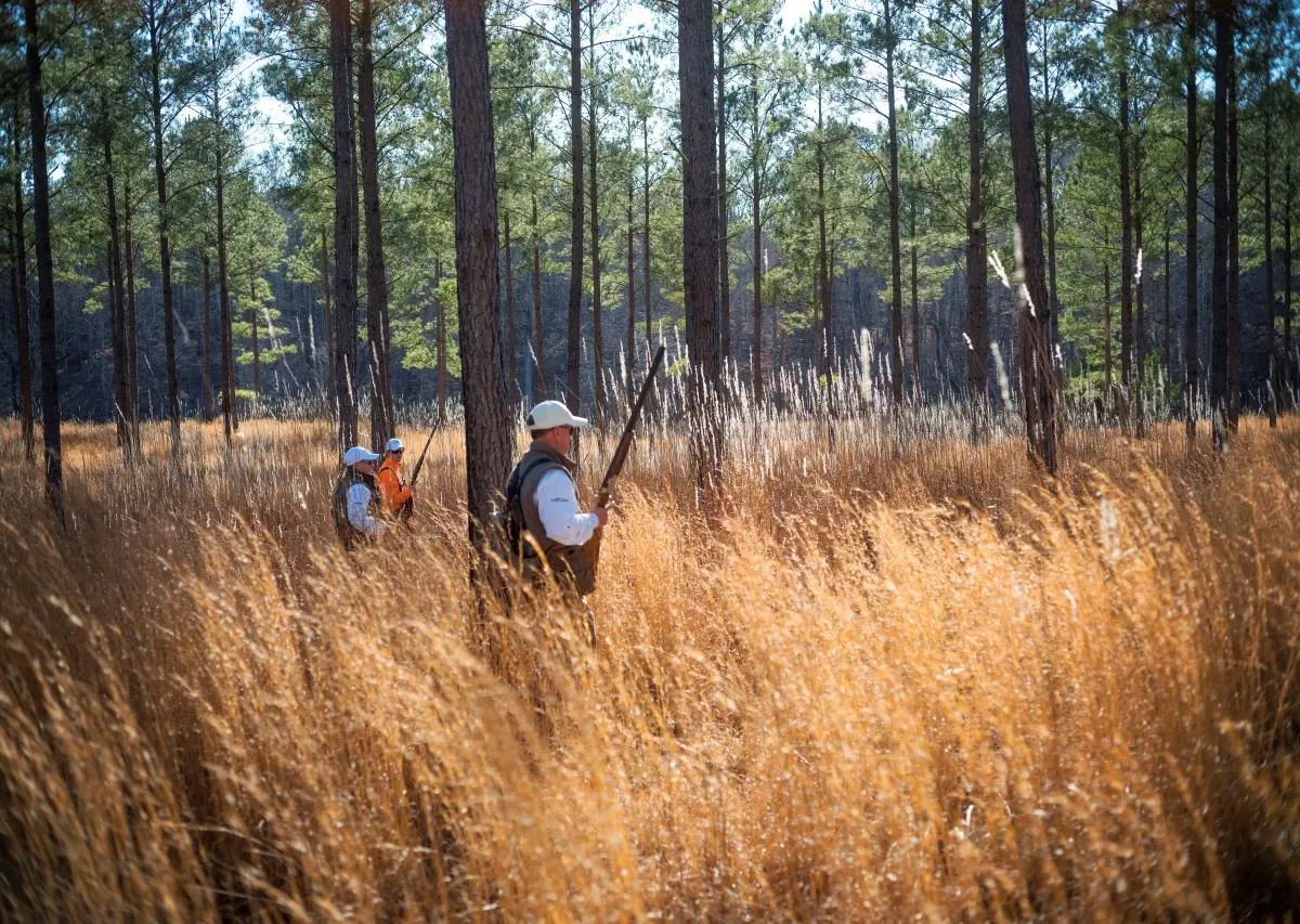 Quail hunting at Fishing Creek Farms