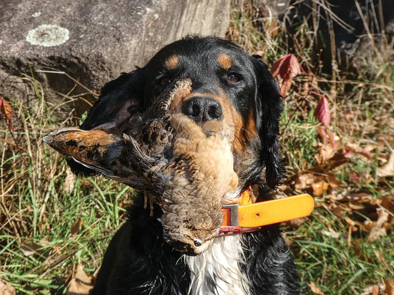dog with bird in mouth