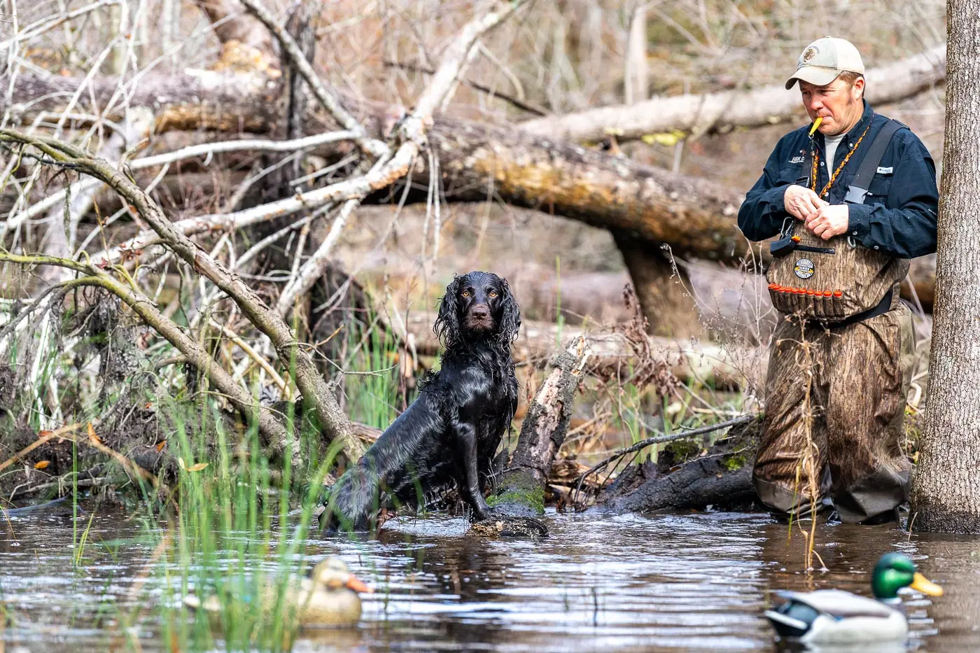 Compactly built and with an alertly intelligent expression, the Boykin spaniel is a versatile, highly capable hunting dog.